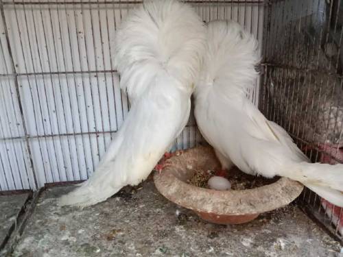 pigeon fancy healty and vaccinated mag pie,frill naqab posh