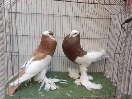 pigeon fancy healty and vaccinated mag pie,frill naqab posh