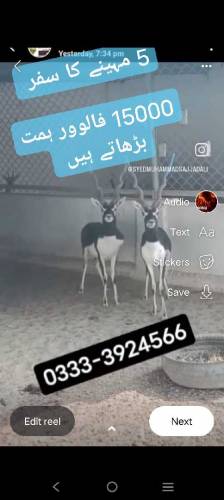 Buy ہرن 