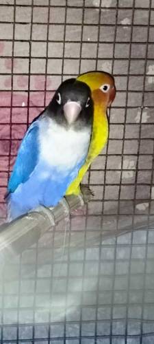 Love Birds