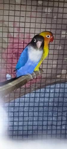 Love Birds