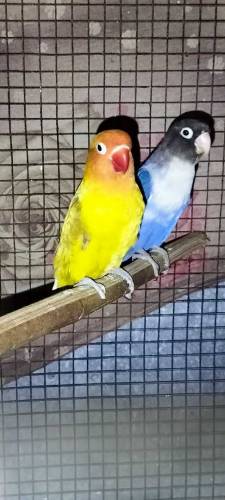 Love Birds