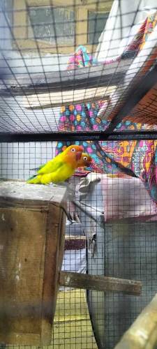 Love Birds