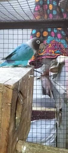 Love Birds