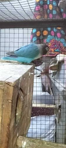 Love Birds
