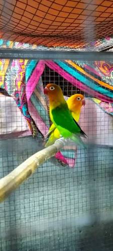 Love Birds