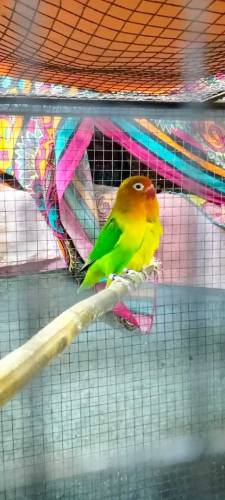 Love Birds