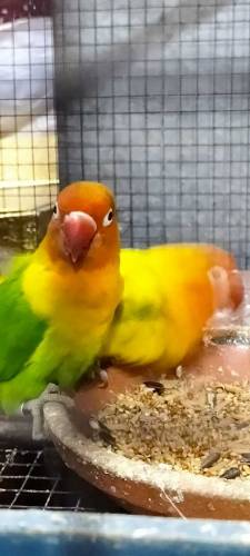 Love Birds