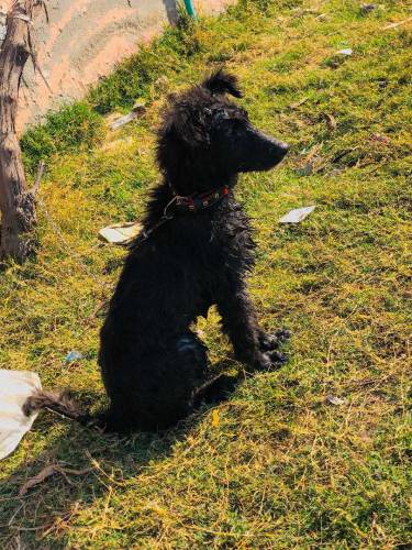black german shepherd for sale