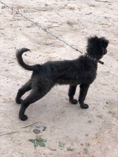 black german shepherd for sale