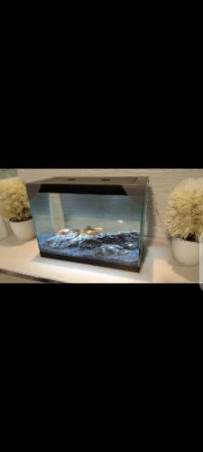 Fancy Mini Tank