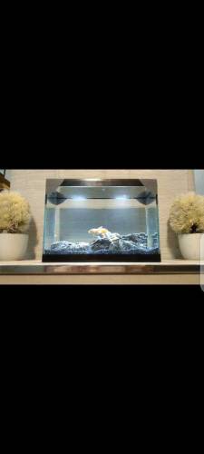 Fancy Mini Tank