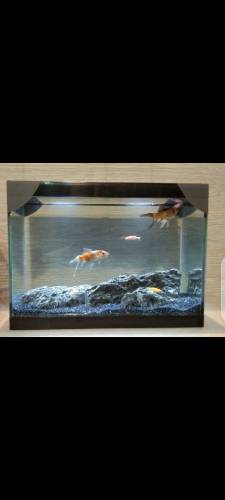 Fancy Mini Tank
