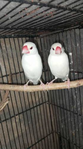 java bird