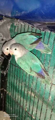 Blu Fisheri possible splite ino 