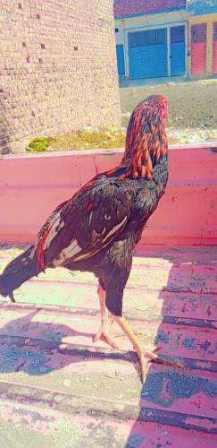 Aseel Murga Mianwali Murga 10 month age