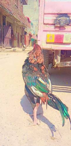 Aseel Murga Mianwali Murga 10 month age