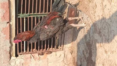 Thai and vaitnaam pure chicks for sale