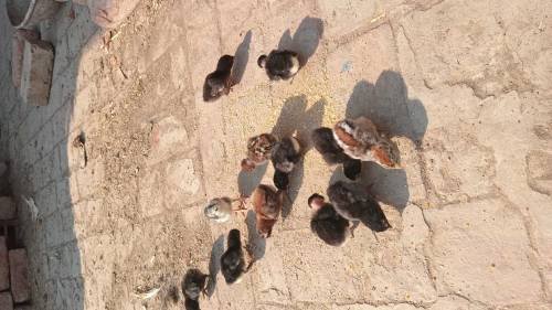 Thai and vaitnaam pure chicks for sale
