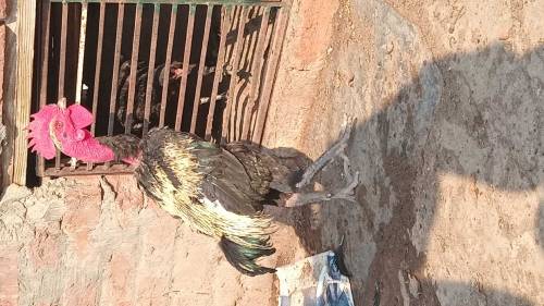 Thai and vaitnaam pure chicks for sale
