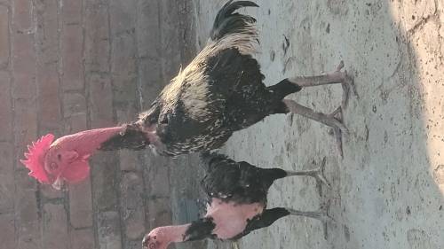 Thai and vaitnaam pure chicks for sale