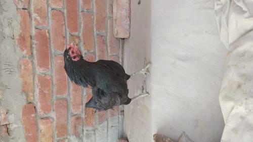 Thai and vaitnaam pure chicks for sale