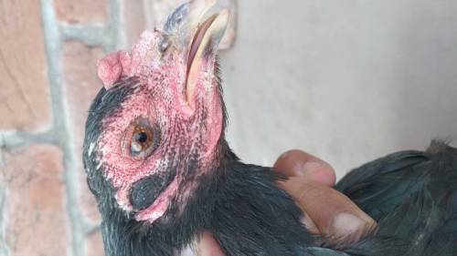 Thai and vaitnaam pure chicks for sale