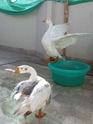 A Pair of White Ducks