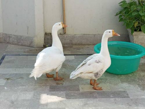 A Pair of White Ducks