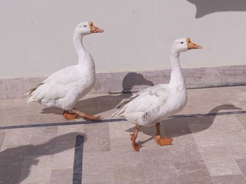 A Pair of White Ducks