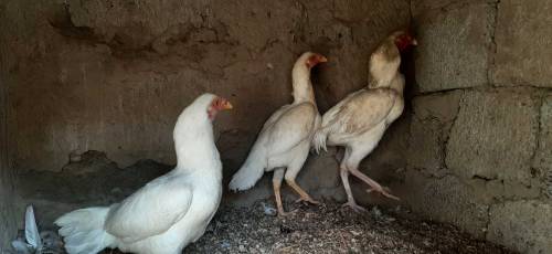 Heera White set for sale