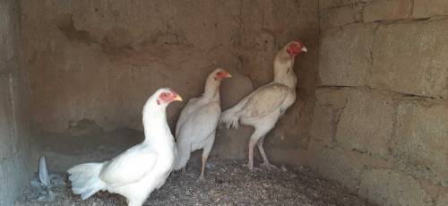 Heera White set for sale