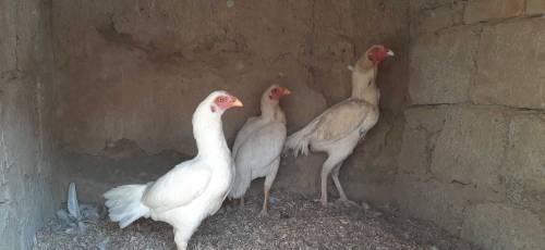 Heera White set for sale