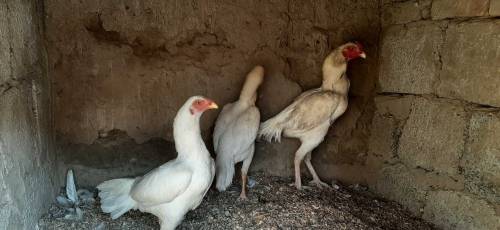 Heera White set for sale