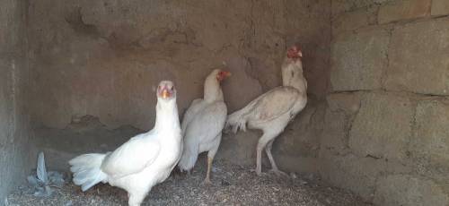Heera White set for sale
