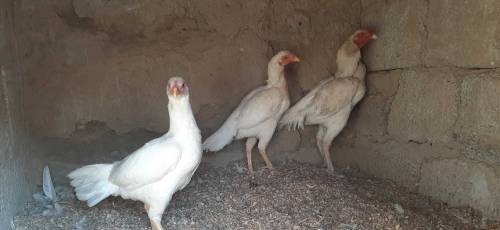 Heera White set for sale