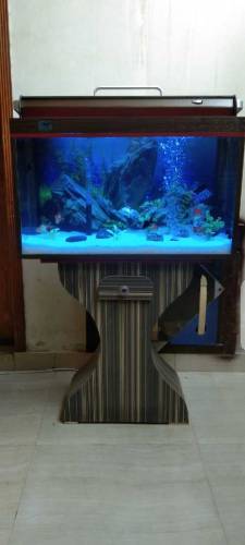 Red & Brown Aquarium