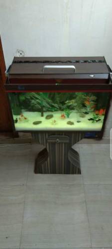 Red & Brown Aquarium