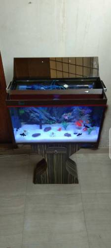 Red & Brown Aquarium