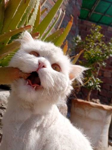 Persian Male Cat