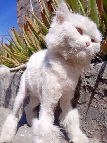 Persian Male Cat