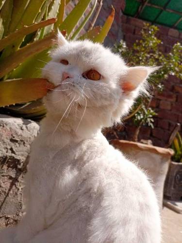 Persian Male Cat