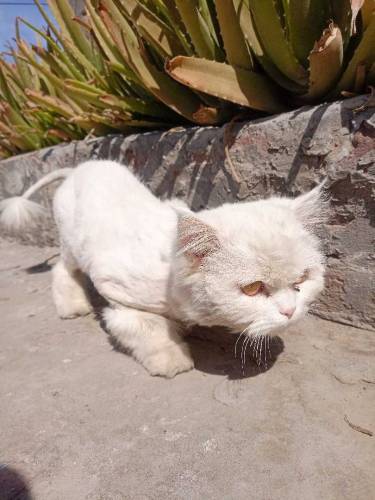 Persian Male Cat