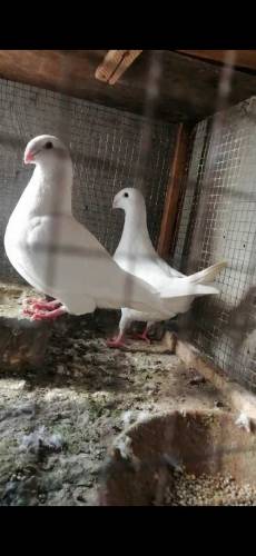 fancy Pigeon all setup fs rawalpindi 03105007371