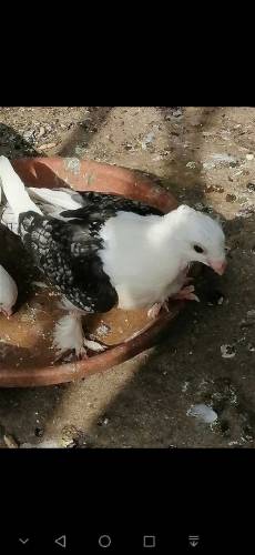 fancy Pigeon all setup fs rawalpindi 03105007371