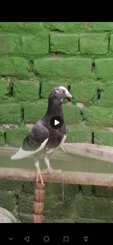 fancy Pigeon all setup fs rawalpindi 03105007371