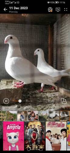 fancy Pigeon all setup fs rawalpindi 03105007371