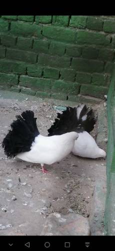 fancy Pigeon all setup fs rawalpindi 03105007371
