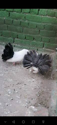 fancy Pigeon all setup fs rawalpindi 03105007371