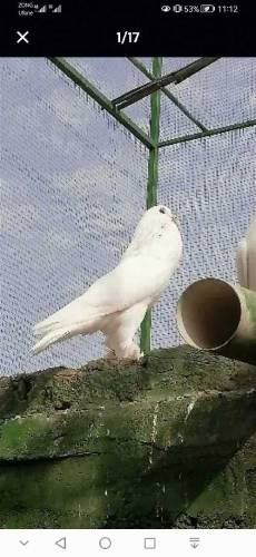 fancy Pigeon all setup fs rawalpindi 03105007371